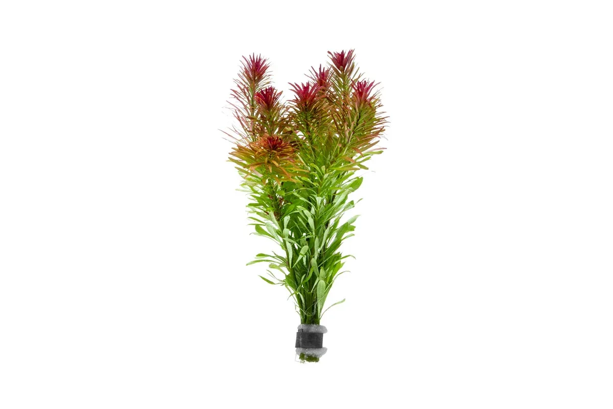 Ludwigia Inclinata var. Verticillata ‘Meta’