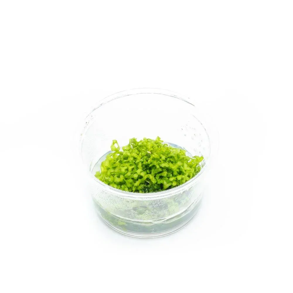 Riccia Fluitans Tissue Culture - Small Cup