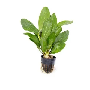 Echinodorus Red Rubin