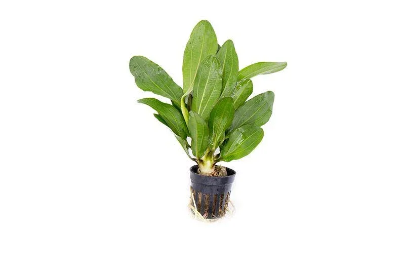 Echinodorus Red Rubin