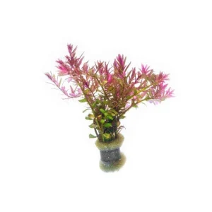 Rotala Blood Red