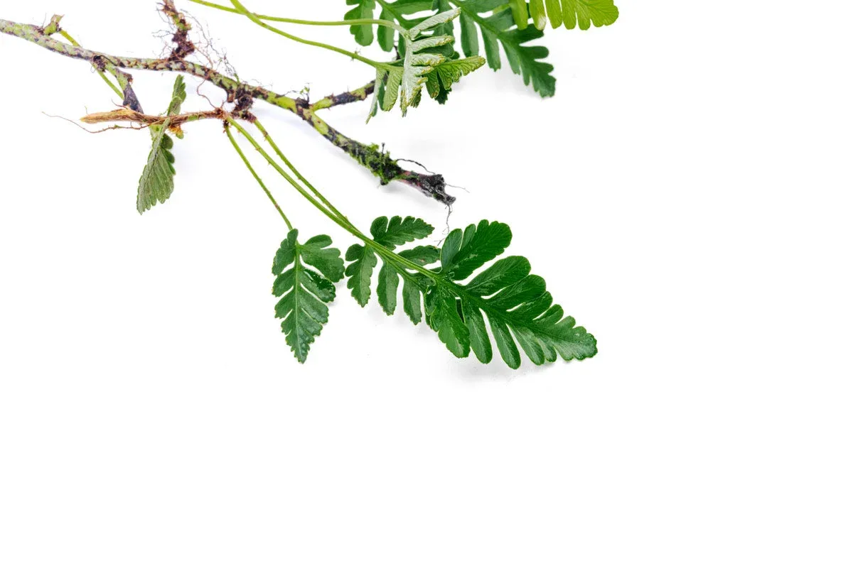 Davallia Repens - Image 2