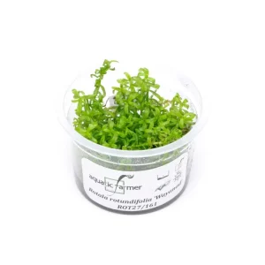Rotala Wayanad Aquatic Farmer Tissue Culture