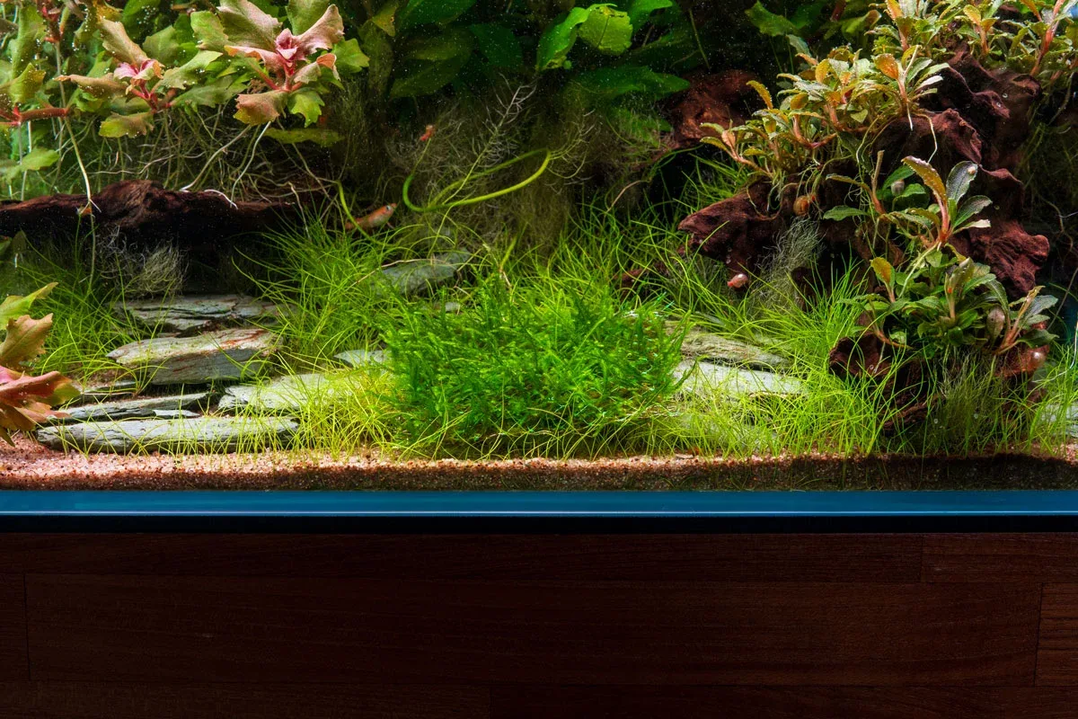 Peacock Moss on Stainless Steel - Image 2