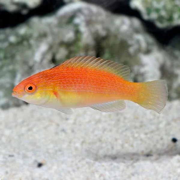 Hooded Fairy Wrasse - Image 2