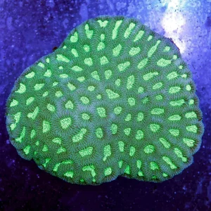 Brain Coral, Green 4" WYSIWYG