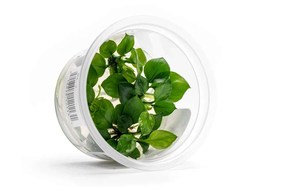 Anubias Barteri 'Round Leaf' Aquatic Farmer Tissue Culture - Image 2
