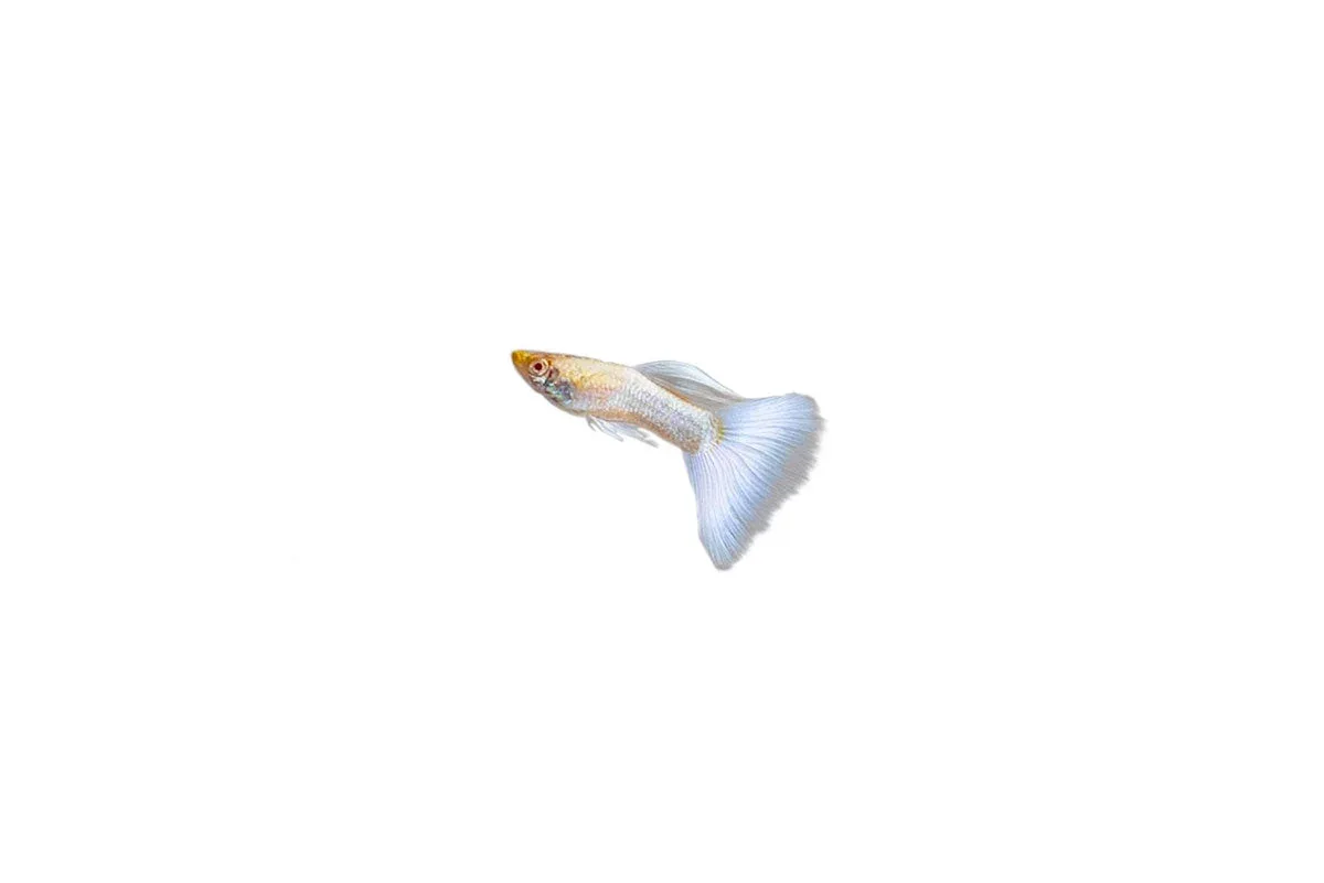 Albino Full Platinum Guppies - Image 2