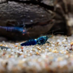 Ocean Blue Shrimp