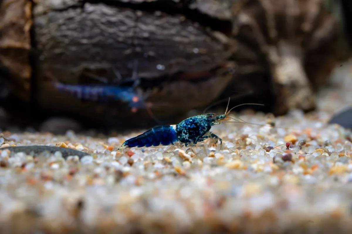 Ocean Blue Shrimp