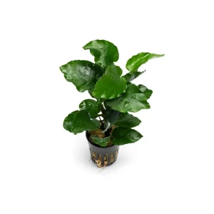 Anubias Emerald Bloom