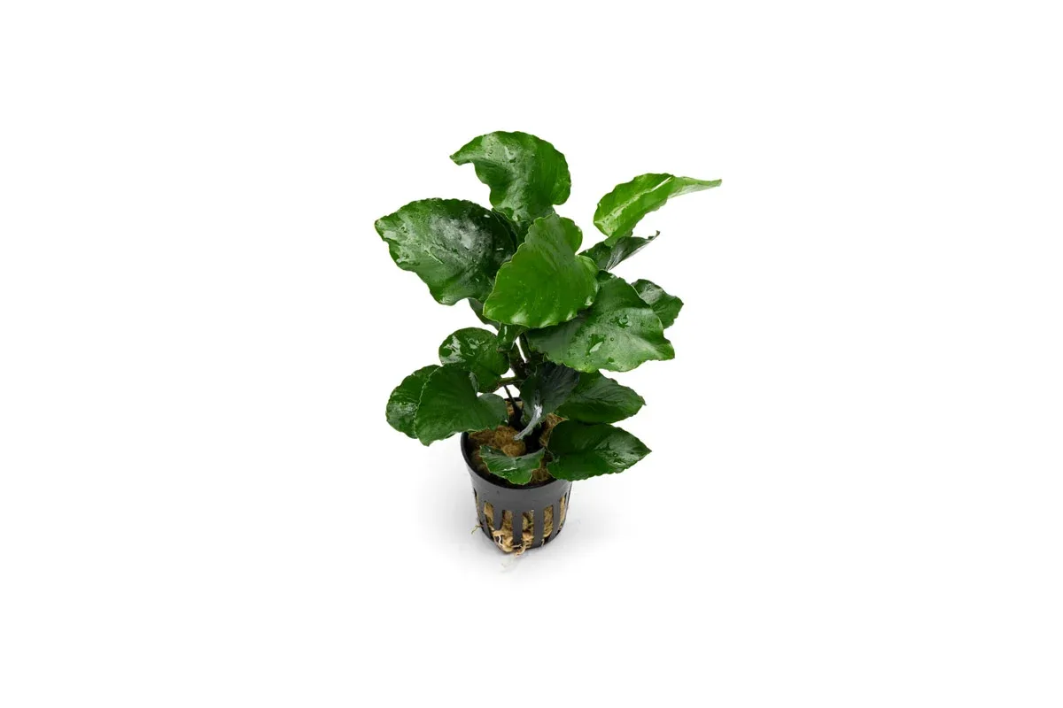 Anubias Emerald Bloom