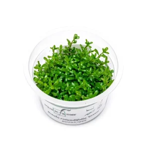 Rotala Green Aquatic Farmer Tissue Culture