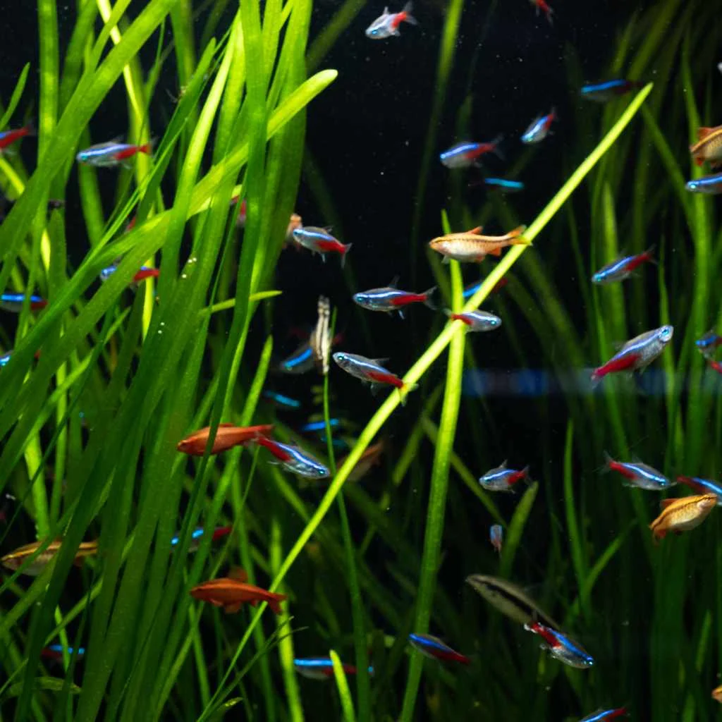 Vallisneria - Image 2