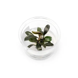 Bucephalandra Brownie Ghost UNS Tissue Culture - Small Cup