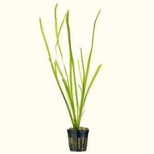 Vallisneria