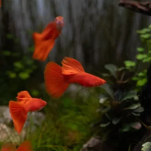 Full Red Albino Guppies