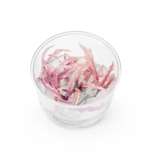 Cryptocoryne Balansae 'Pink' UNS Tissue Culture