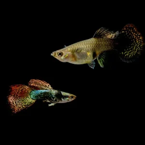 Red Dragon Guppies - Breeding Pair