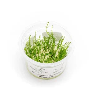 Myriophyllum Ussuriense Aquatic Farmer Tissue Culture