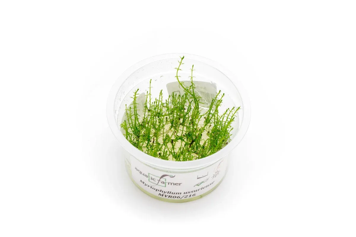 Myriophyllum Ussuriense Aquatic Farmer Tissue Culture