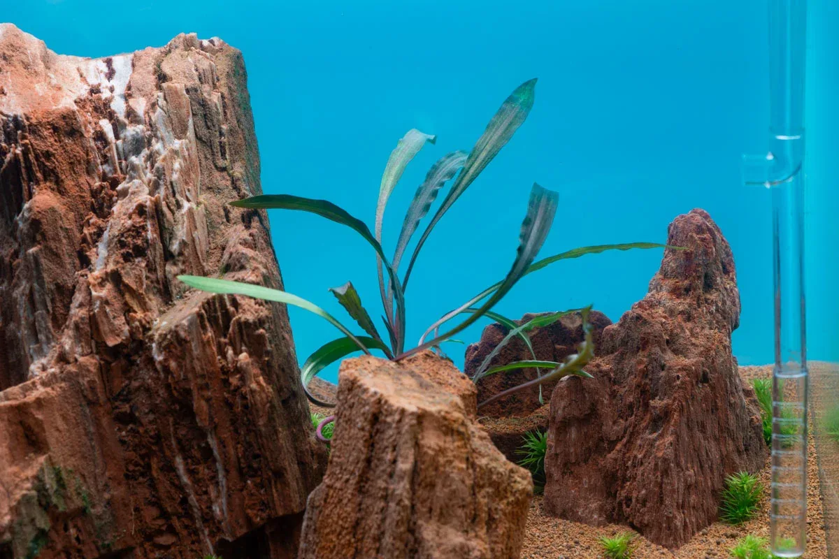 Cryptocoryne Spiralis Tiger - Image 2