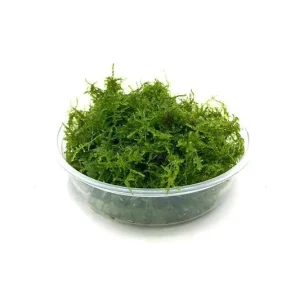 Mini Christmas Moss