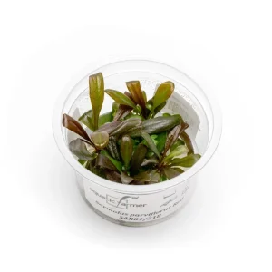 Samolus Parviflorus Red Aquatic Farmer Tissue Culture