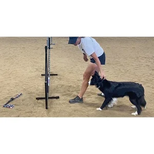 Clean Run Critical Skills for Your Up & Coming Performance Dog