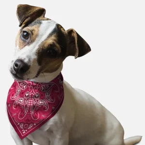 Pink Paisley Dog Bandana, BanDoggie