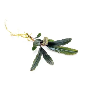 Bucephalandra Kedagang Brown Long