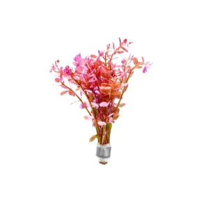 Rotala Rotundifolia Red