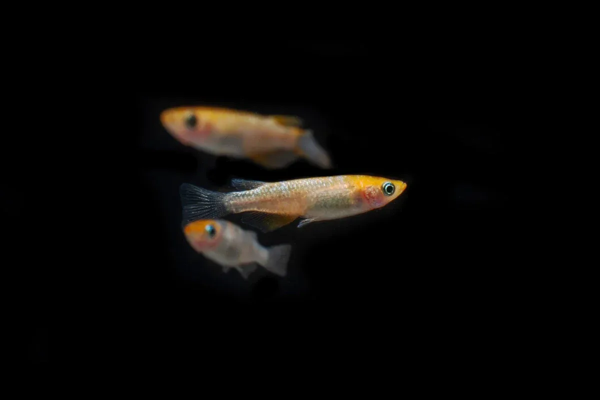 Lame Tricolor Medaka Rice Fish - Image 2