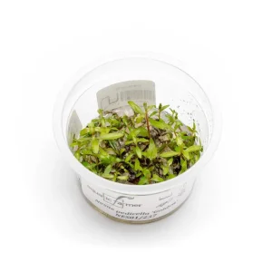 Nesaea Pedicellata 'Golden' Aquatic Farmer Tissue Culture