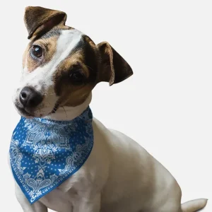 Blue Paisley Dog Bandana, BanDoggie