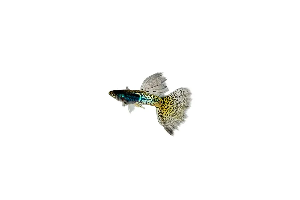 Metal Snakeskin Blue Grass Guppies - Image 2