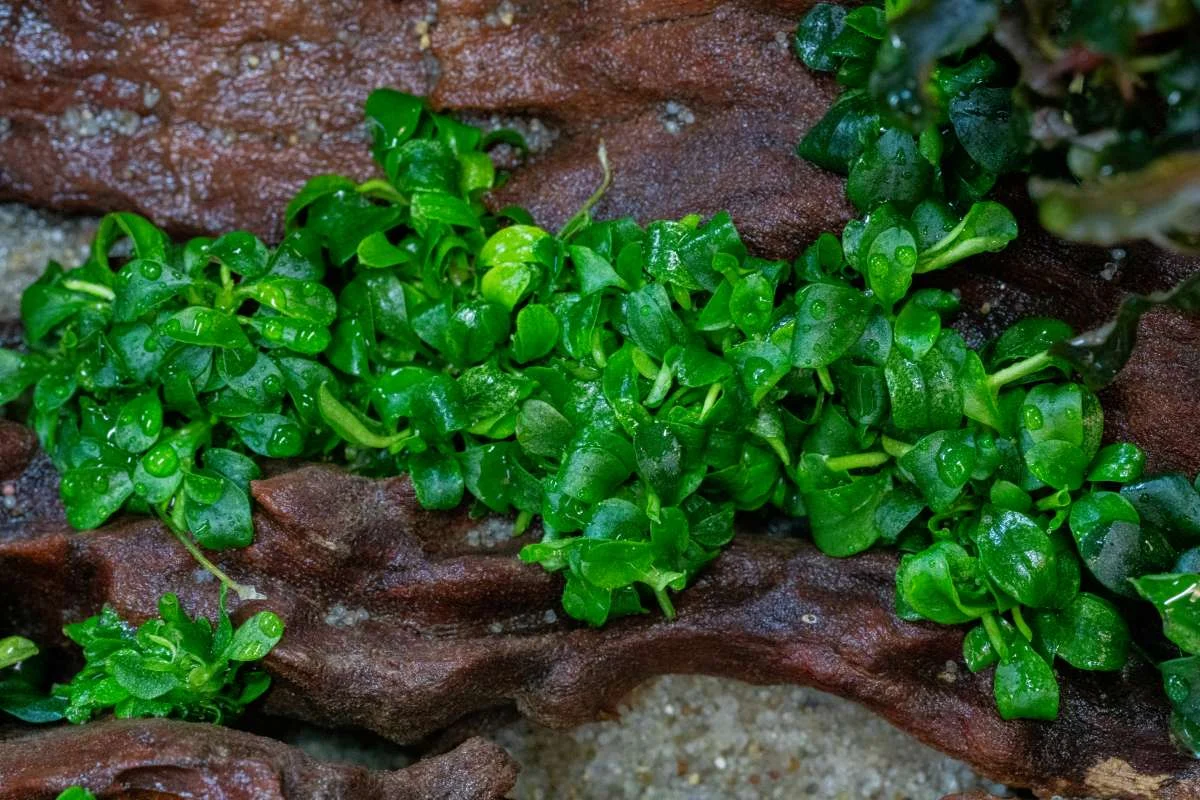 Bucephalandra 'Pygmy' Aquatic Farmer Tissue Culture - Image 2