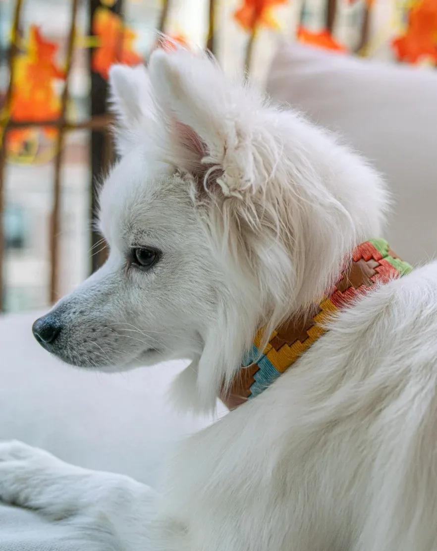 Zilker ACL Collar - Image 2