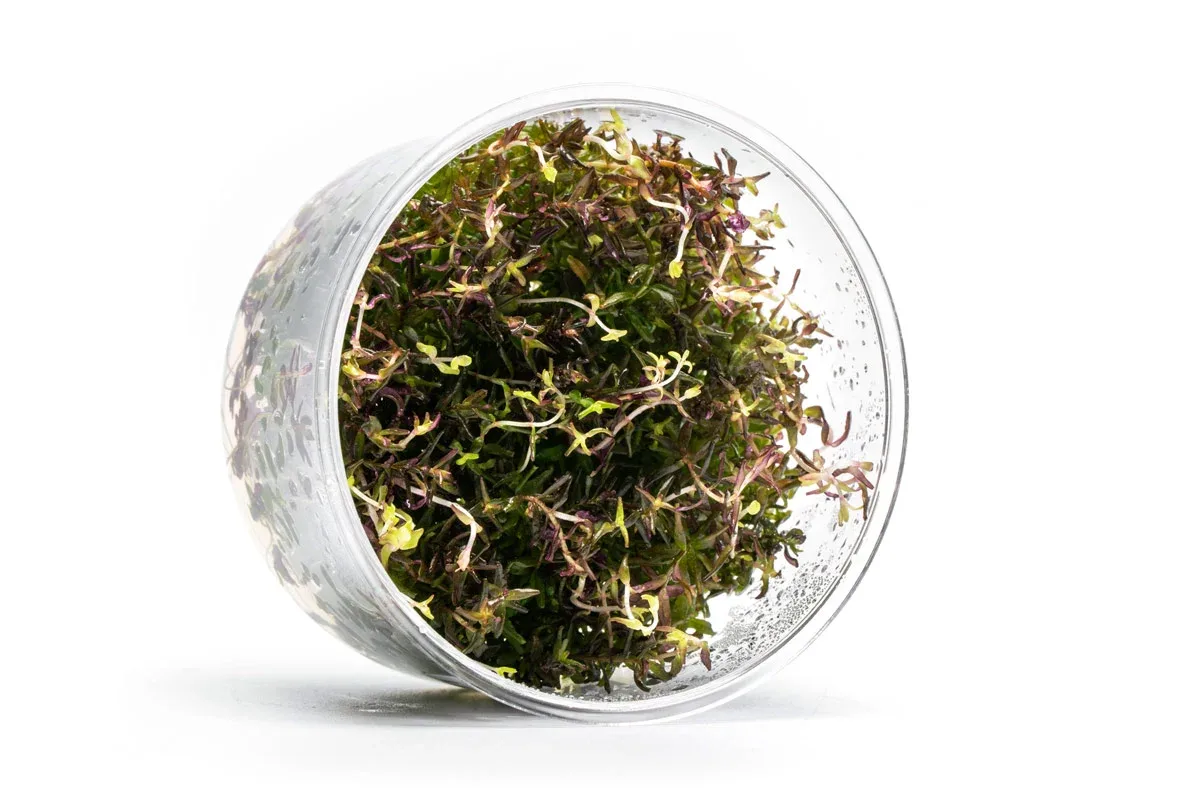 Rotala Macrandra Mini Butterfly UNS Tissue Culture - Image 2
