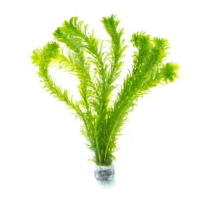 Egeria Densa