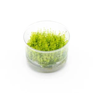 Pogostemon Deccanensis Tissue Culture