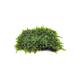 Mini Christmas Moss on Stainless Steel