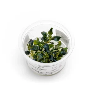 Bucephalandra 'Pygmy' Aquatic Farmer Tissue Culture