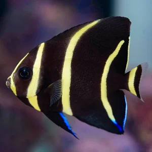 Gray (Black) Angelfish Juvenile 2.25" WYSIWYG