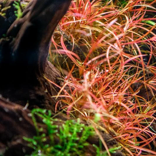 Juncus Repens - Image 2