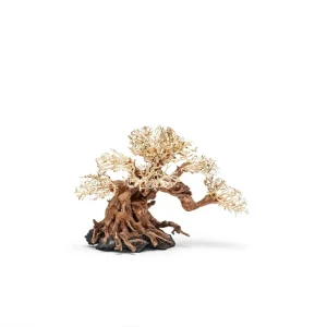 UNS Bonsai 014