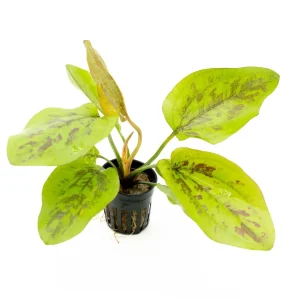 Echinodorus Chocolate Marble