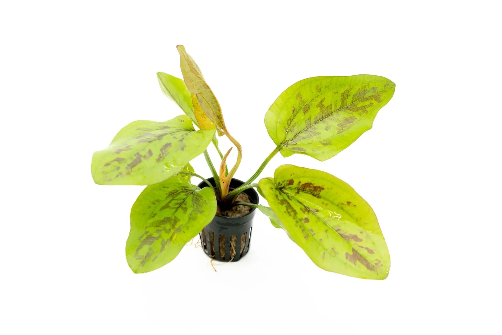 Echinodorus Chocolate Marble