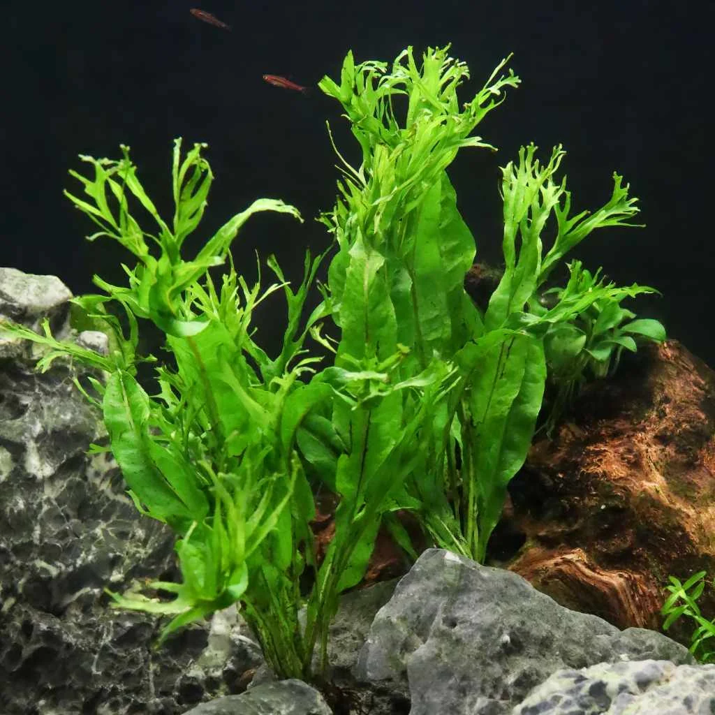 "Windelov" Java Fern - Image 2