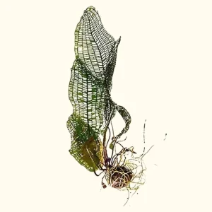 Madagascar Lace Plant